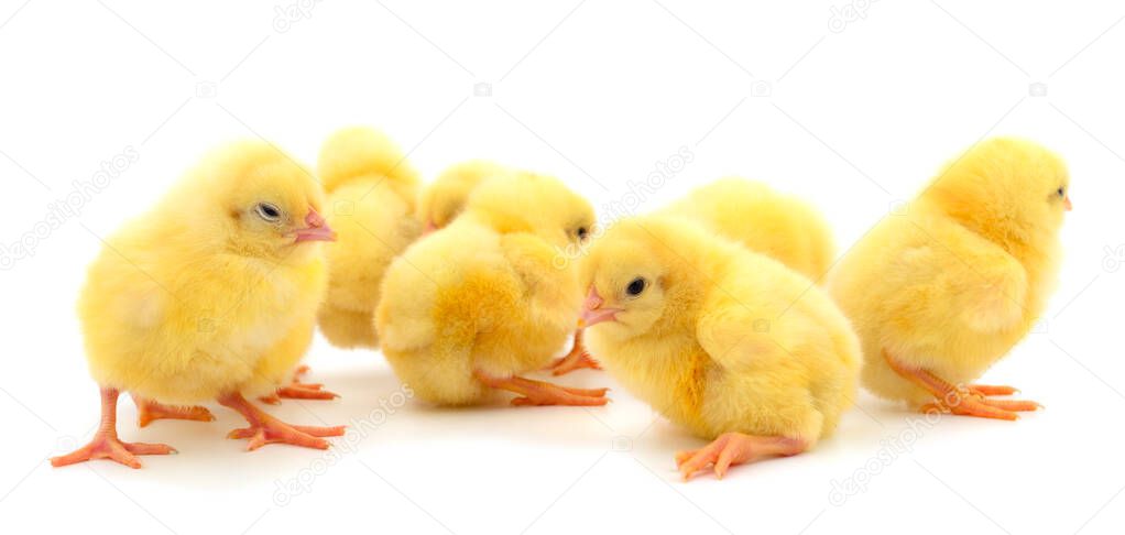 Group of little chickens. Group yellow chickens on a white background.