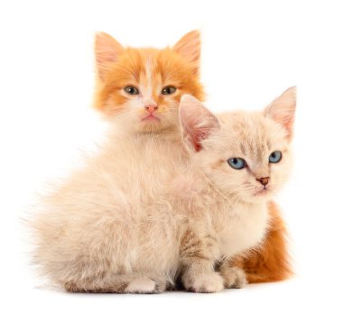 Beyaz arka planda iki küçük kedi yavrusu..