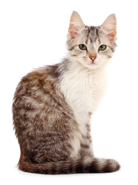 Pequeño Gatito Gris Sobre Fondo Blanco —  Fotos de Stock