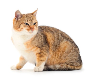 Beyaz arka planda güzel kahverengi ev kedisi.