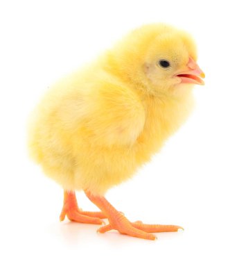 Beyaz arka planda izole edilmiş şirin küçük tavuk..