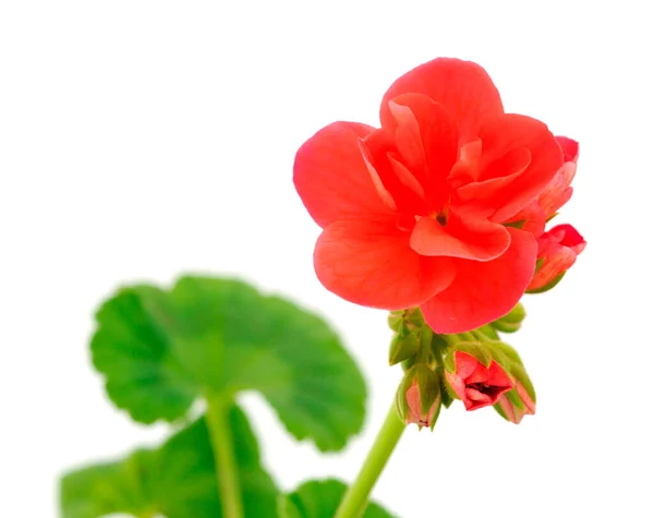 Bellissimo Fiore Geranio Isolato Uno Sfondo Bianco — Foto Stock