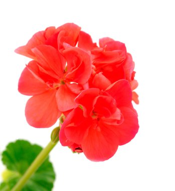 Güzel sardunya çiçeği beyaz bir arkaplanda izole edilmiş..