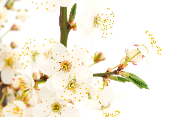 Blühender Zweig Der Kirsche Isoliert Auf Weißem Hintergrund — Stockfoto