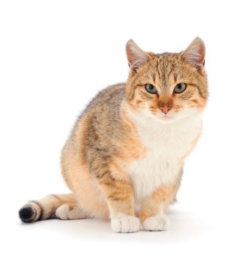 Beyaz arka planda güzel kahverengi ev kedisi.