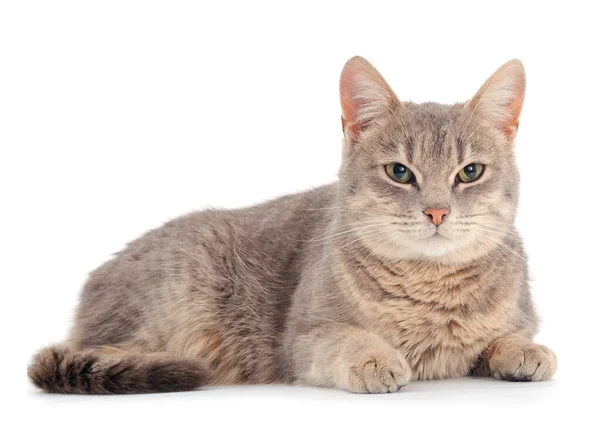 Beautiful gray house cat on a white background.