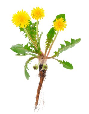 Karahindiba çiçekleri beyaz arkaplanda izole.