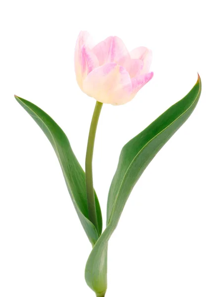 Różowe Tulipany Odizolowane Białym Tle — Zdjęcie stockowe