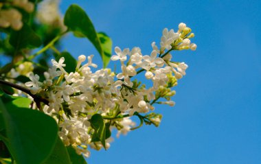 Mavi arkaplanda beyaz leylak dalları.