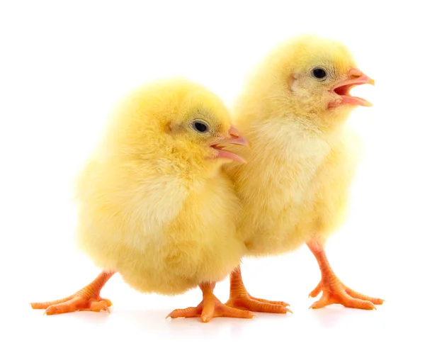 Deux Poulets Jaunes Isolés Sur Fond Blanc — Photo