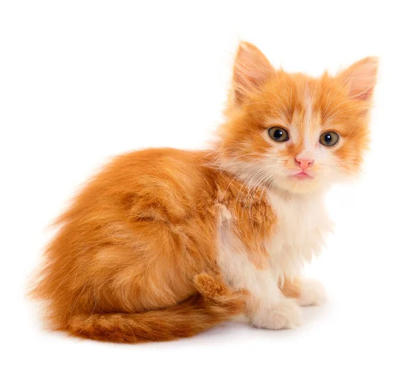 Small Red Kitten White Background — Stock Photo, Image