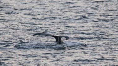 Balina dalışı, Megaptera novaeangliae, Antarktika.