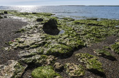 Sular çekilince taş yığınları, Valdes Yarımadası, Patagonya, Arjantin