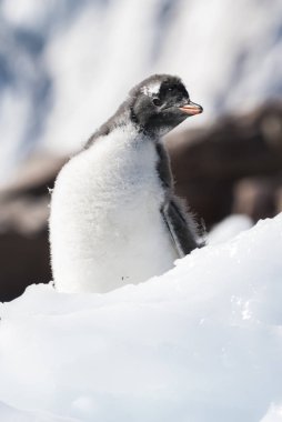  Gentoo Penguin in Neko Harbor, Antarctica Peninsula. clipart