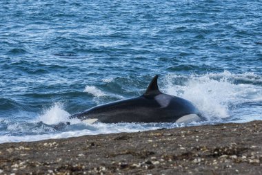 Patagonya kıyılarında katil balina avı, Patagonya, Arjantin