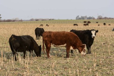 Pampas ovasında sığırlar otluyor, Arjantin