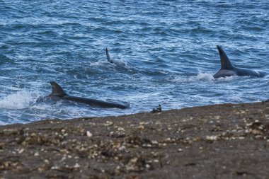 Patagonya kıyılarında katil balina avı, Patagonya, Arjantin