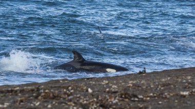 Patagonya kıyılarında katil balina avı, Patagonya, Arjantin