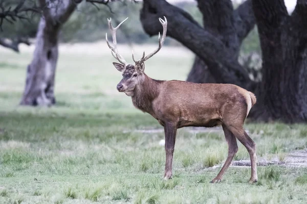 Férfi Vörös Szarvas Pampa Argentína Parque Luro Természetvédelmi Terület — Stock Fotó