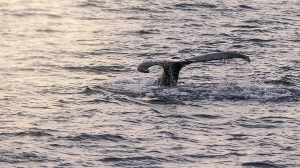 Whale Diving Megaptera Novaeangliae Antarctica — Stock Photo, Image