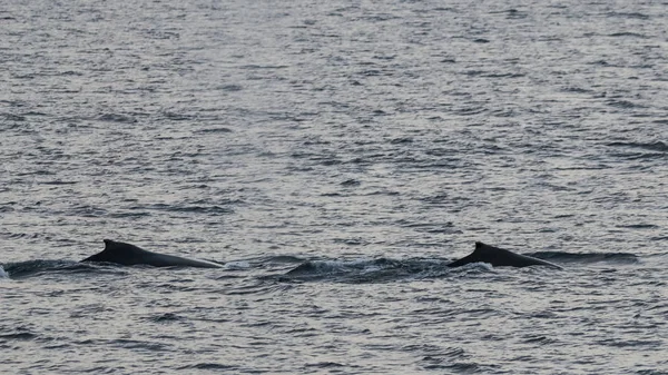 Immersioni Balene Megaptera Novaeangliae Antartide — Foto Stock