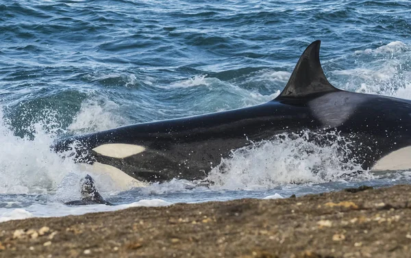 Killer Whale Hunting Patagonian Coast Patagonia Argentine — Stock Photo, Image