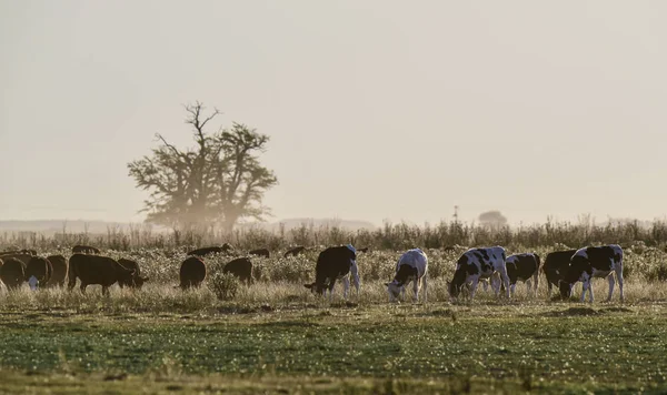 Dirigentes Pastando Llanura Las Pampas Argentina — Foto de Stock