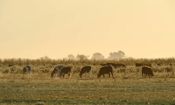 Dirigentes Pastando Llanura Las Pampas Argentina —  Fotos de Stock