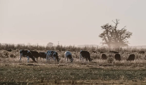 Steers Grazing Pampas Plain Argentina — Stock Photo, Image