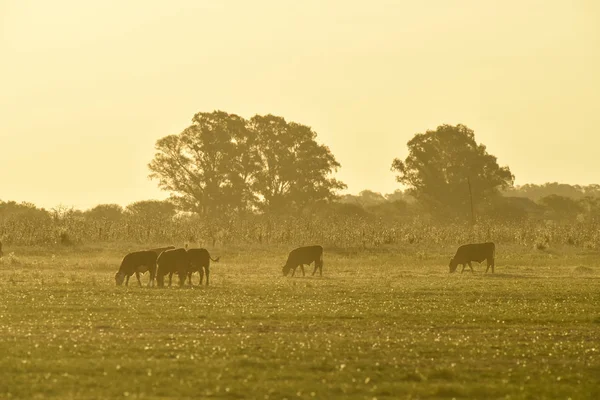 Stutar Betar Pampaslätten Argentina — Stockfoto