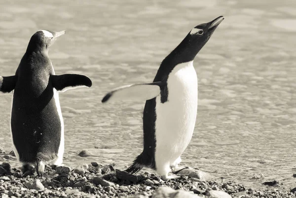Gentoo Penguins Porto Neko Antártida — Fotografia de Stock