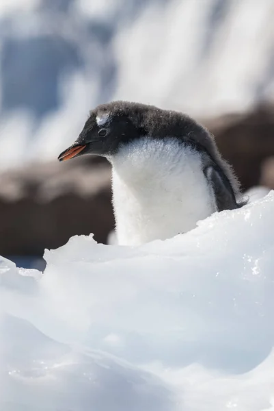 Gentoo Penguin Neko Harbor Antártida —  Fotos de Stock