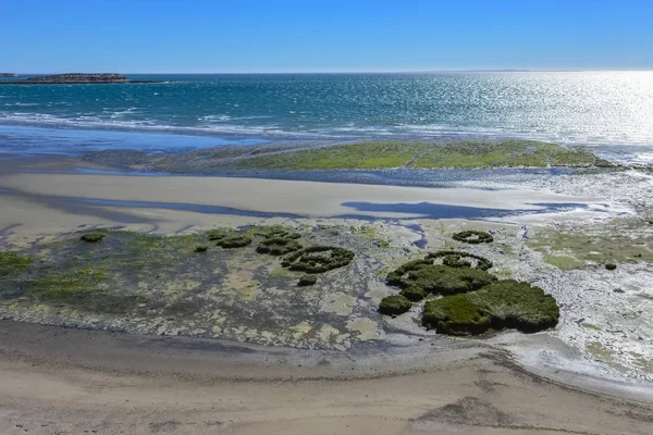 Praia Maré Baixa Península Valdes Patagônia Argentina — Fotografia de Stock