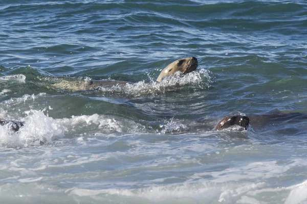 Seelöwen Surfen Den Wellen Patagonien Argentinien — Stockfoto