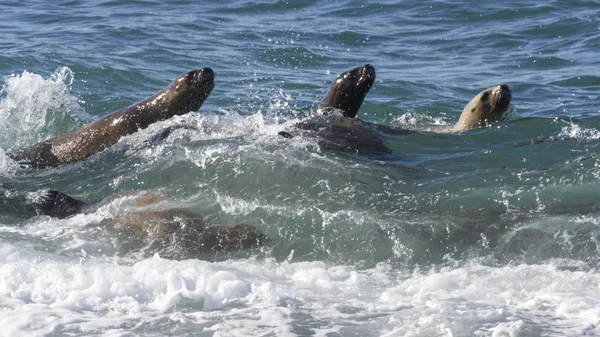 海狮在海浪中冲浪 阿根廷巴塔哥尼亚 — 图库照片