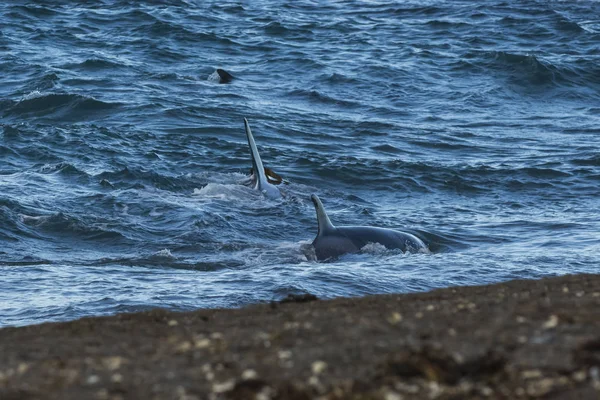 在阿根廷巴塔哥尼亚的巴塔哥尼亚海岸捕杀鲸鱼 — 图库照片