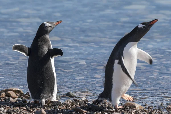 Pingouins Gentoo Antarctique — Photo