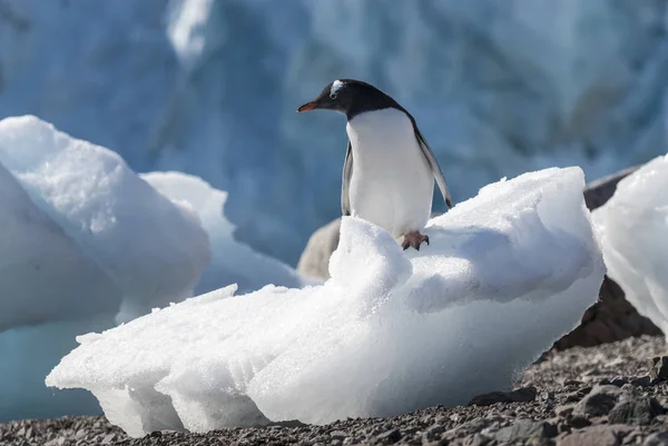 Gentoo Penguin Neko Harbor Península Antártica — Foto de Stock