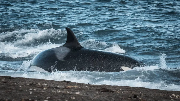Caccia Alle Balene Assassine Sulla Costa Patagonica Patagonia Argentina — Foto Stock