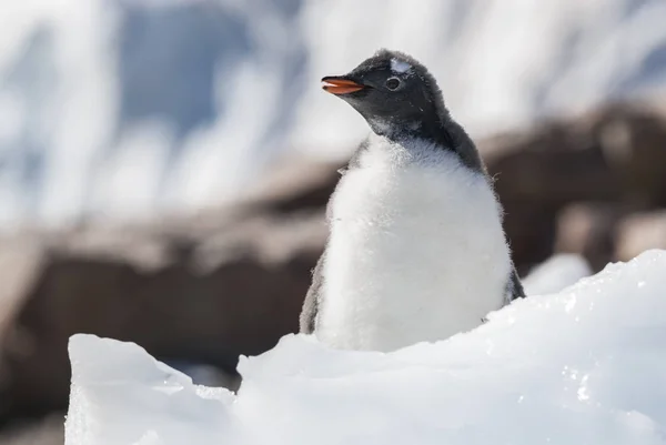 Pinguim Gentoo Porto Neko Península Antártica — Fotografia de Stock