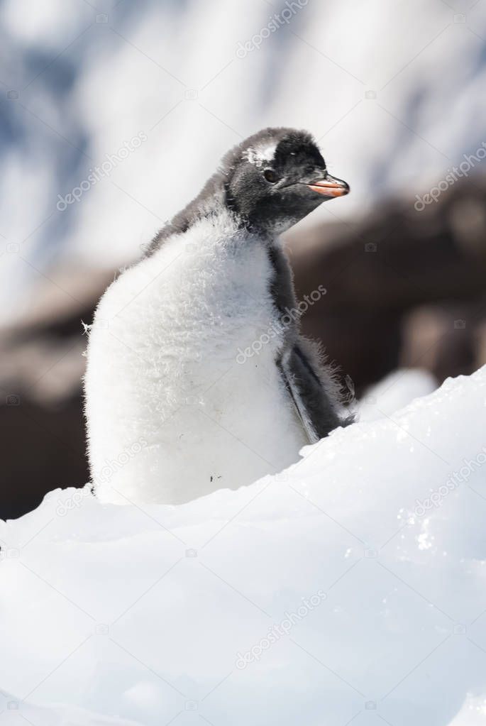  Gentoo Penguin in Neko Harbor, Antarctica Peninsula.