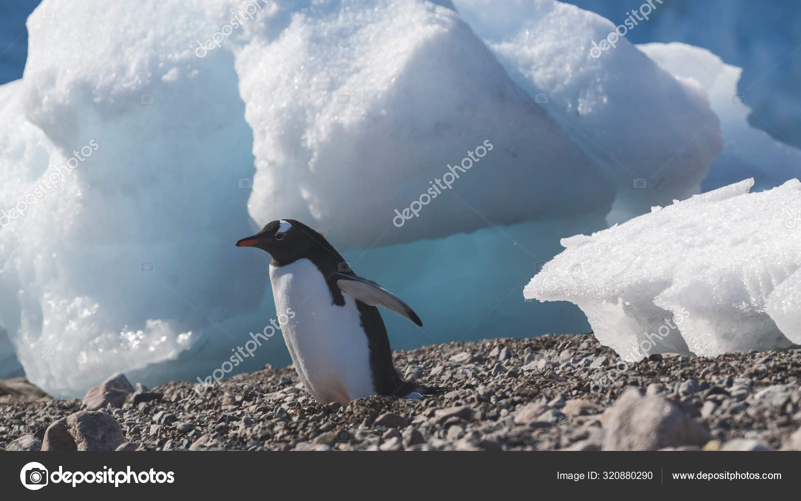 Gentoo Penguin Neko Harbor Antarctica Peninsula Stock Photo by
