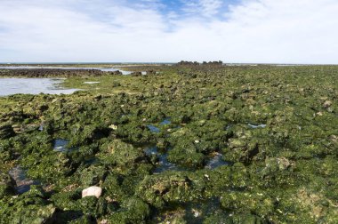 Sular çekilince taş yığınları, Valdes Yarımadası, Patagonya, Arjantin