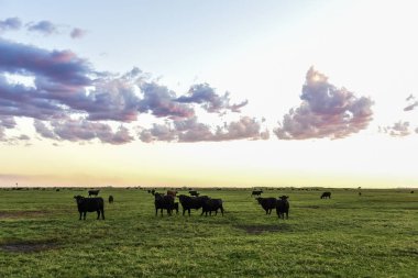Arjantin 'in Pampas ovasında inekler otluyor.