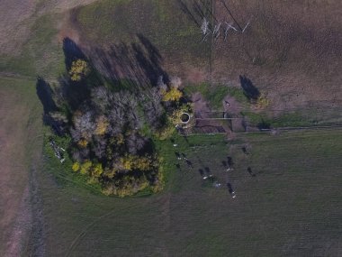 La Pampa eyaletindeki inekler, La Pampas, Arjantin