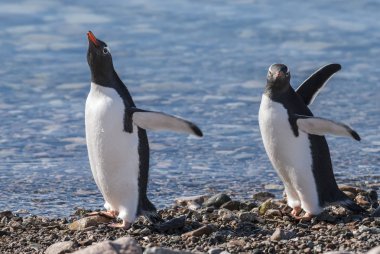 Gentoo penguin couple, Neko Harbor beach, Antarctic Peninsula. clipart