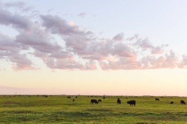 Arjantin 'in Pampas ovasında inekler otluyor.
