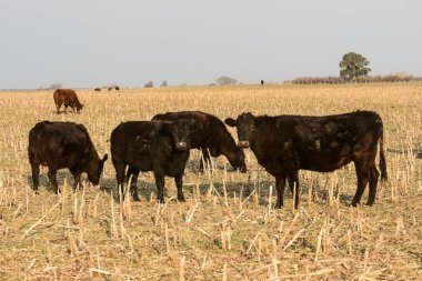 Buenos Aires kırsalında çiftlik hayvanları ve Arjantin et üretimi