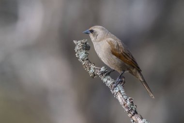 Calden Ormanı 'nın bir dalına tünemiş kanatlı inek kuşu.