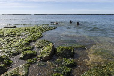 Sular çekilince taş yığınları, Valdes Yarımadası, Patagonya, Arjantin
